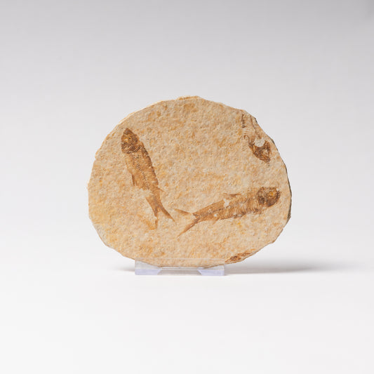 Knightia eocaenea Fossil Fish (Multi)