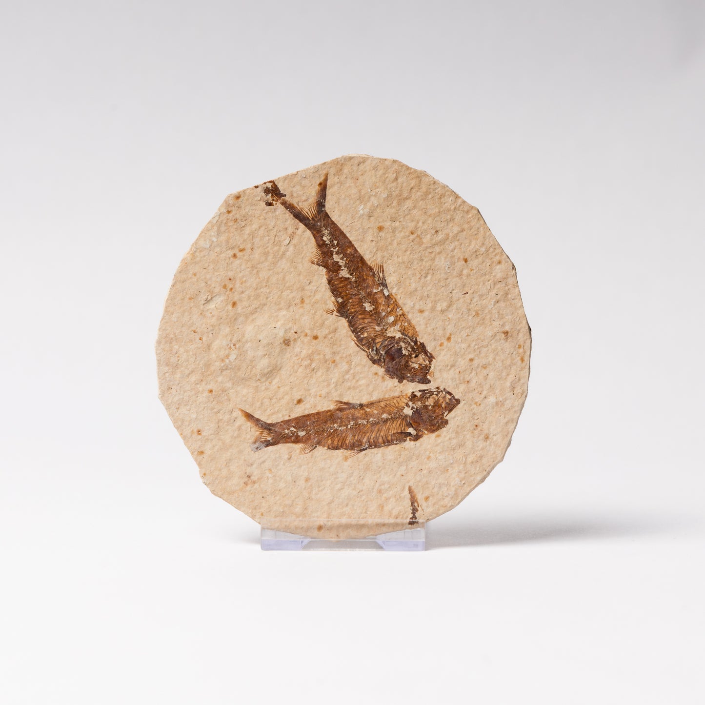 Knightia eocaenea Fossil Fish (Multi)