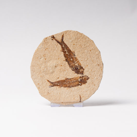 Knightia eocaenea Fossil Fish (Multi)