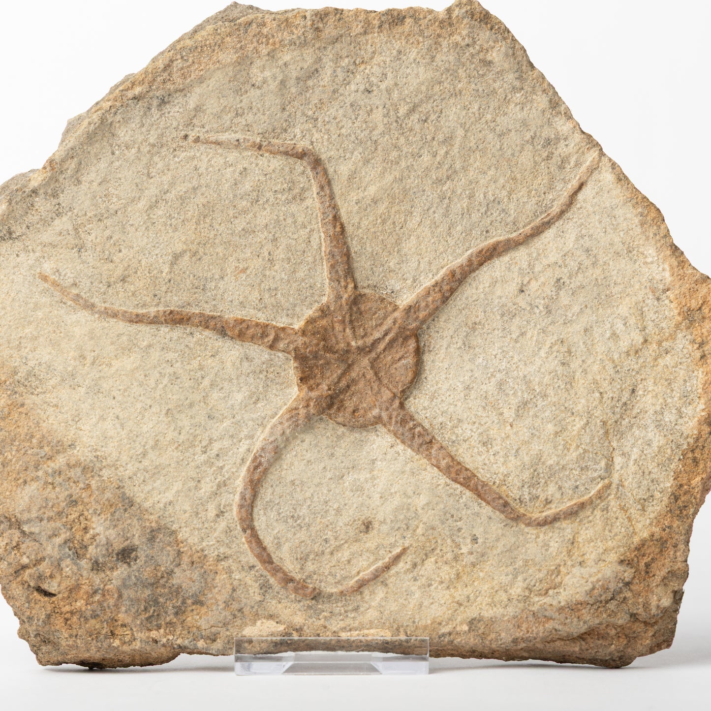 Large Brittle Star - Possible Lapworthura sp.