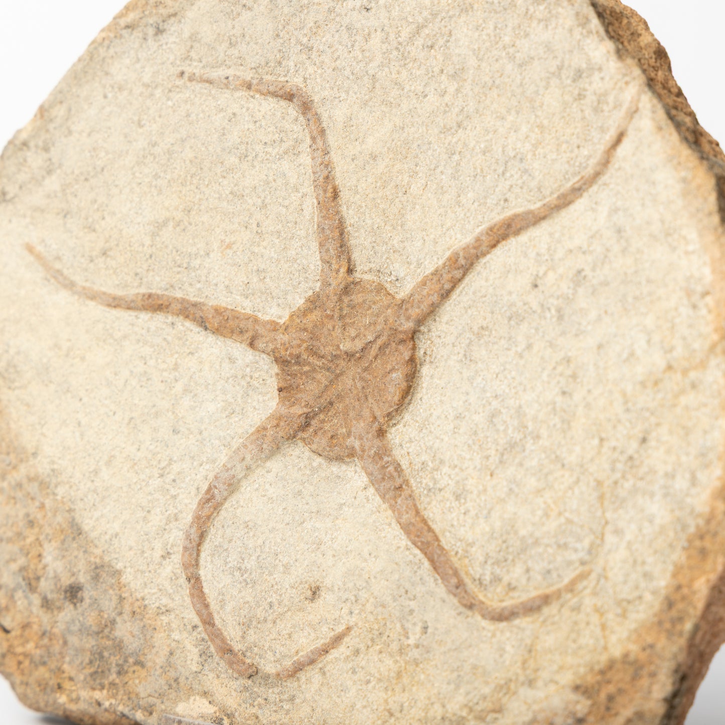 Large Brittle Star - Possible Lapworthura sp.