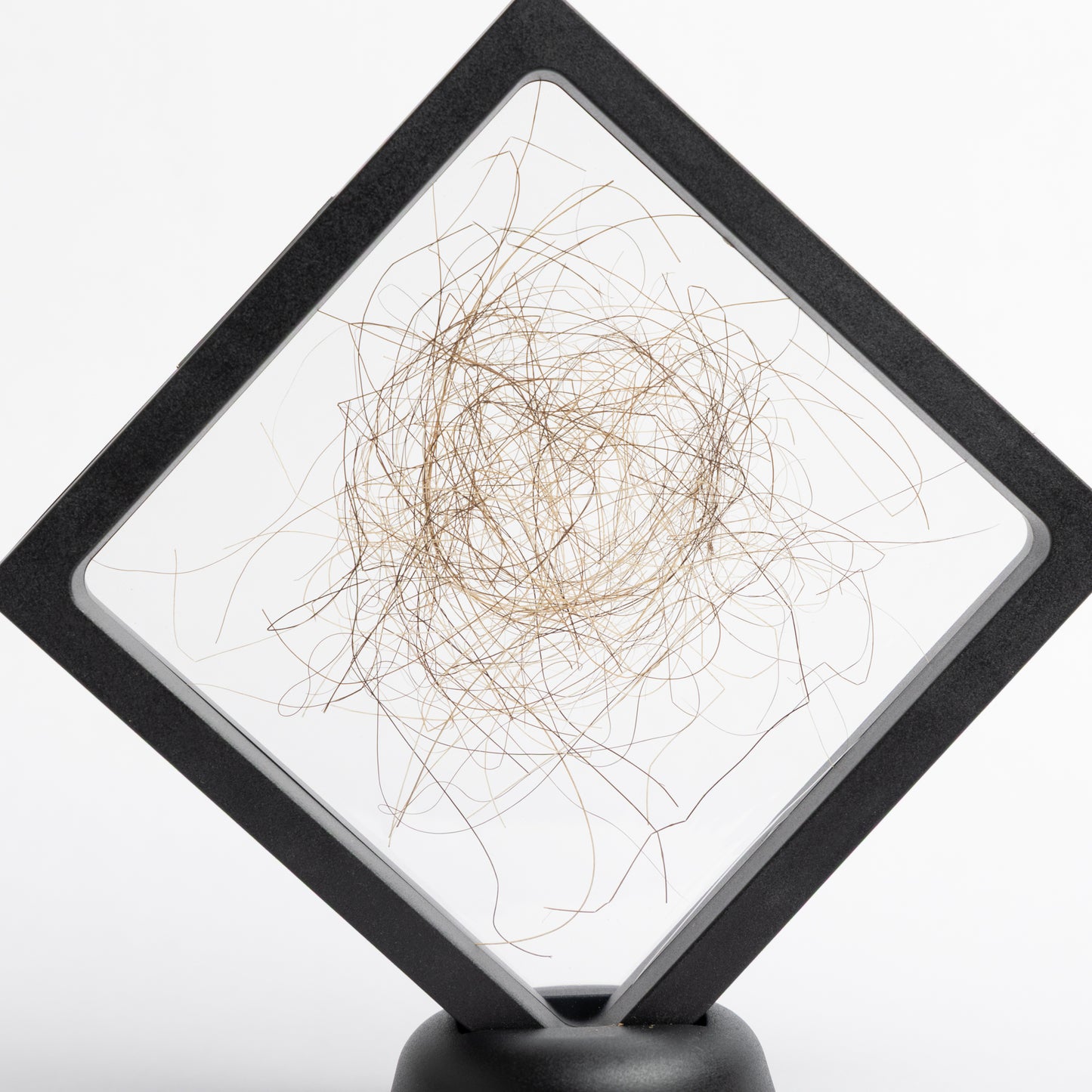 Mammuthus primigenius (Woolly Mammoth) Hair