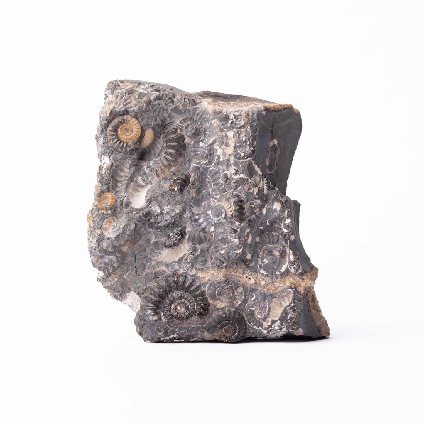 Promicroceras Ammonite Block - Marston Marble