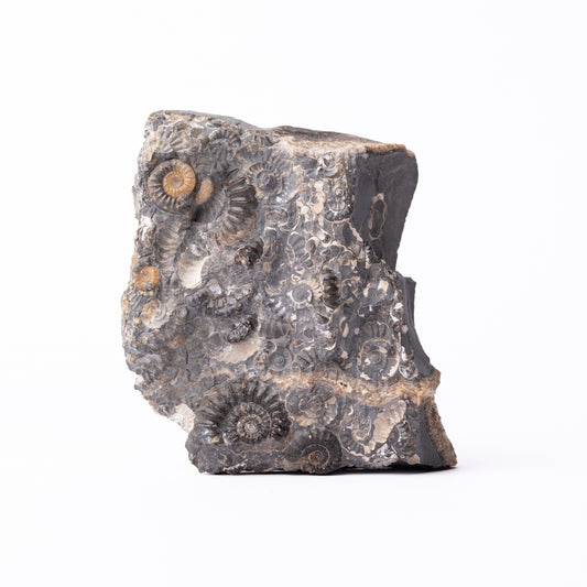 Promicroceras Ammonite Block - Marston Marble