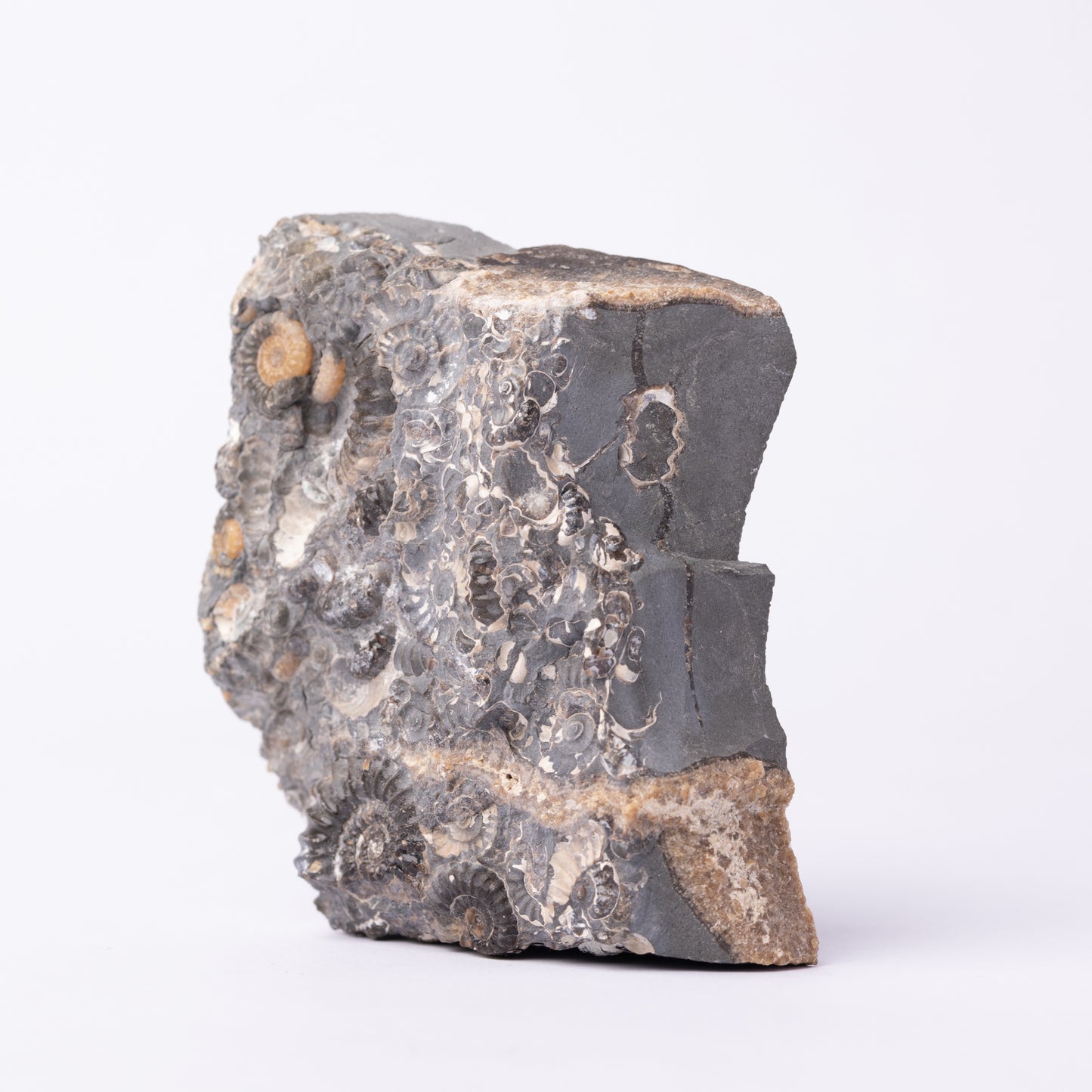 Promicroceras Ammonite Block - Marston Marble