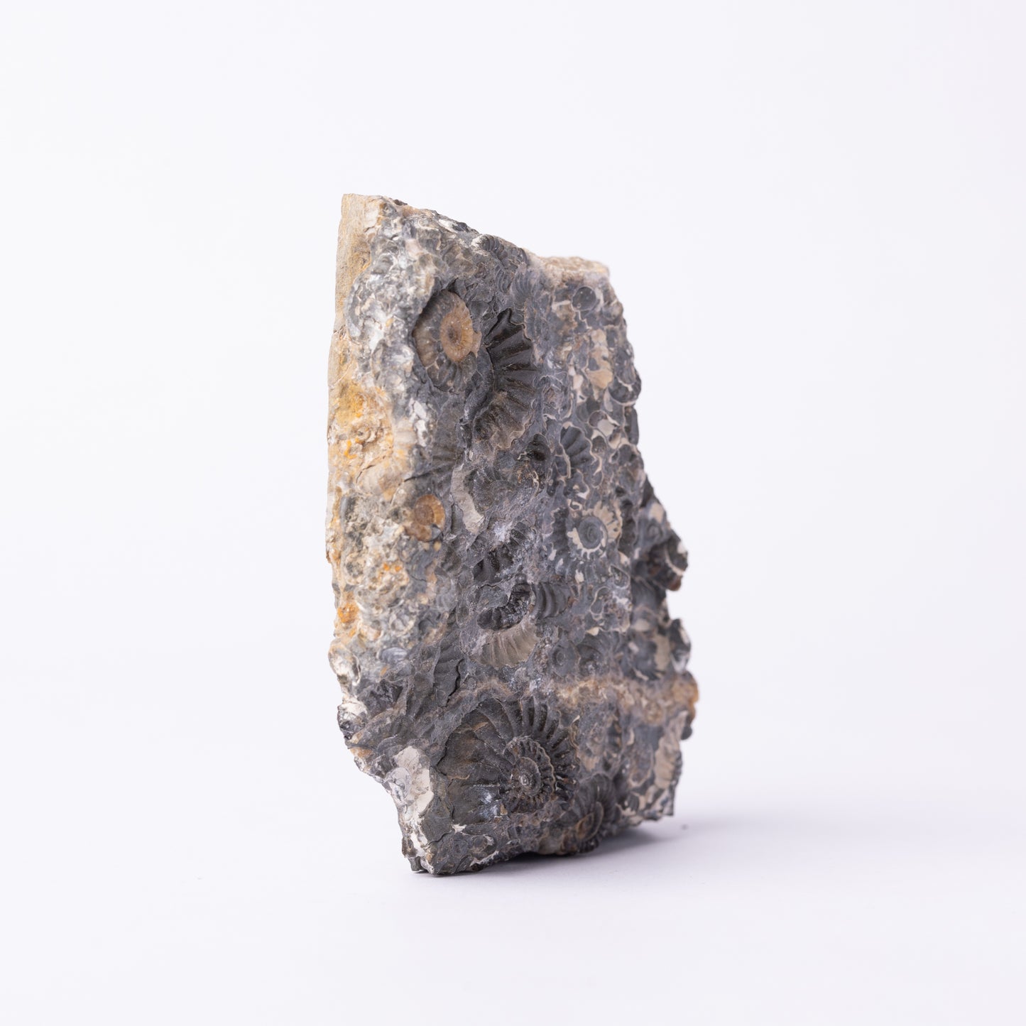 Promicroceras Ammonite Block - Marston Marble