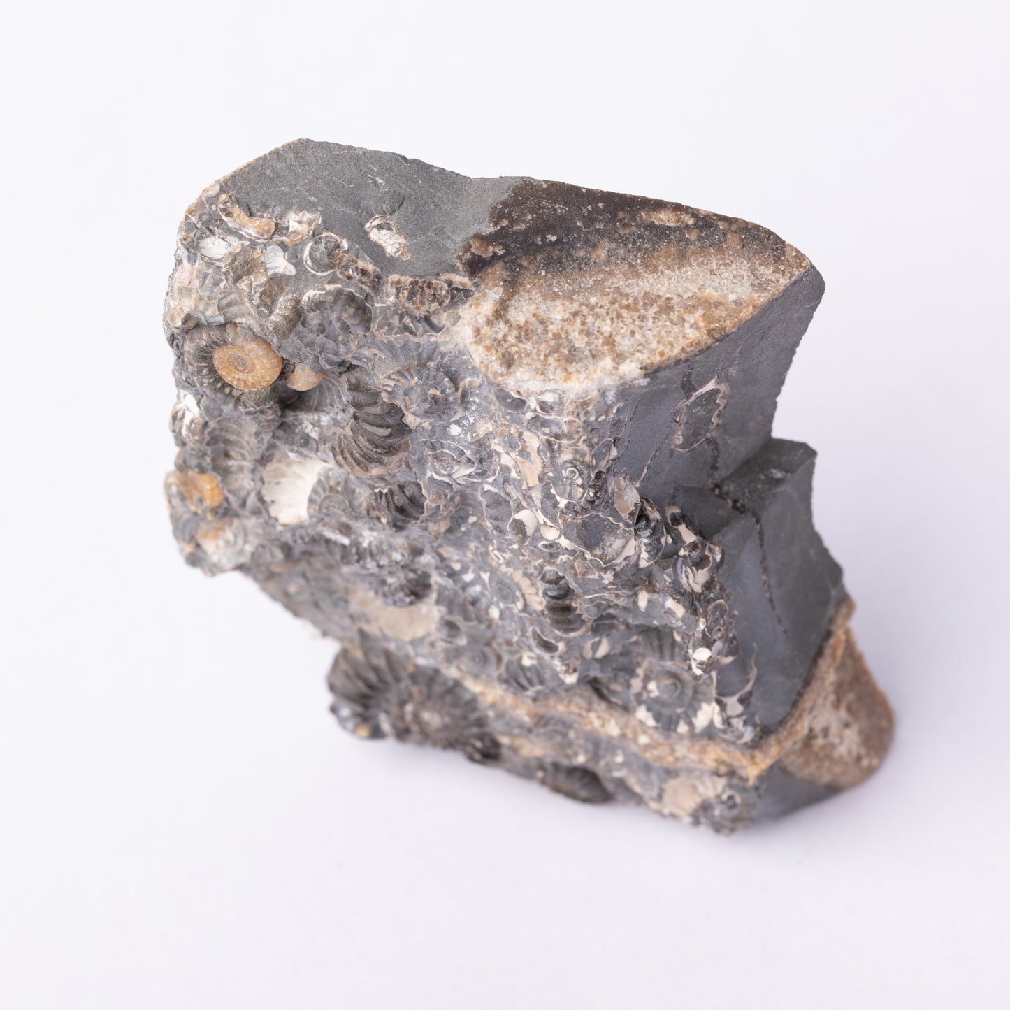 Promicroceras Ammonite Block - Marston Marble