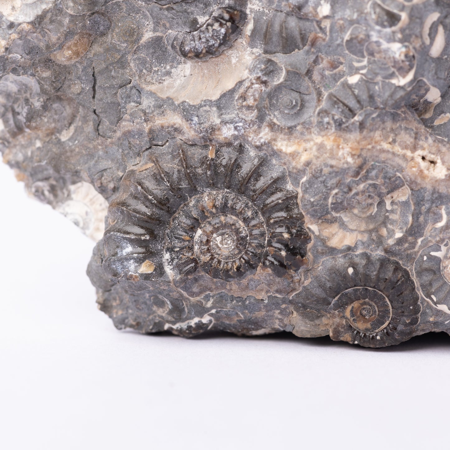 Promicroceras Ammonite Block - Marston Marble