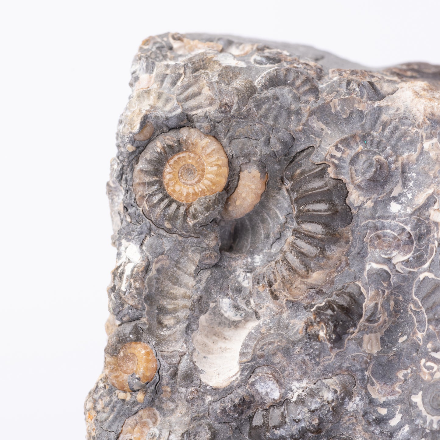 Promicroceras Ammonite Block - Marston Marble