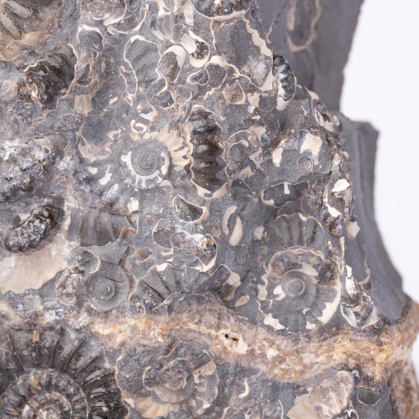 Promicroceras Ammonite Block - Marston Marble