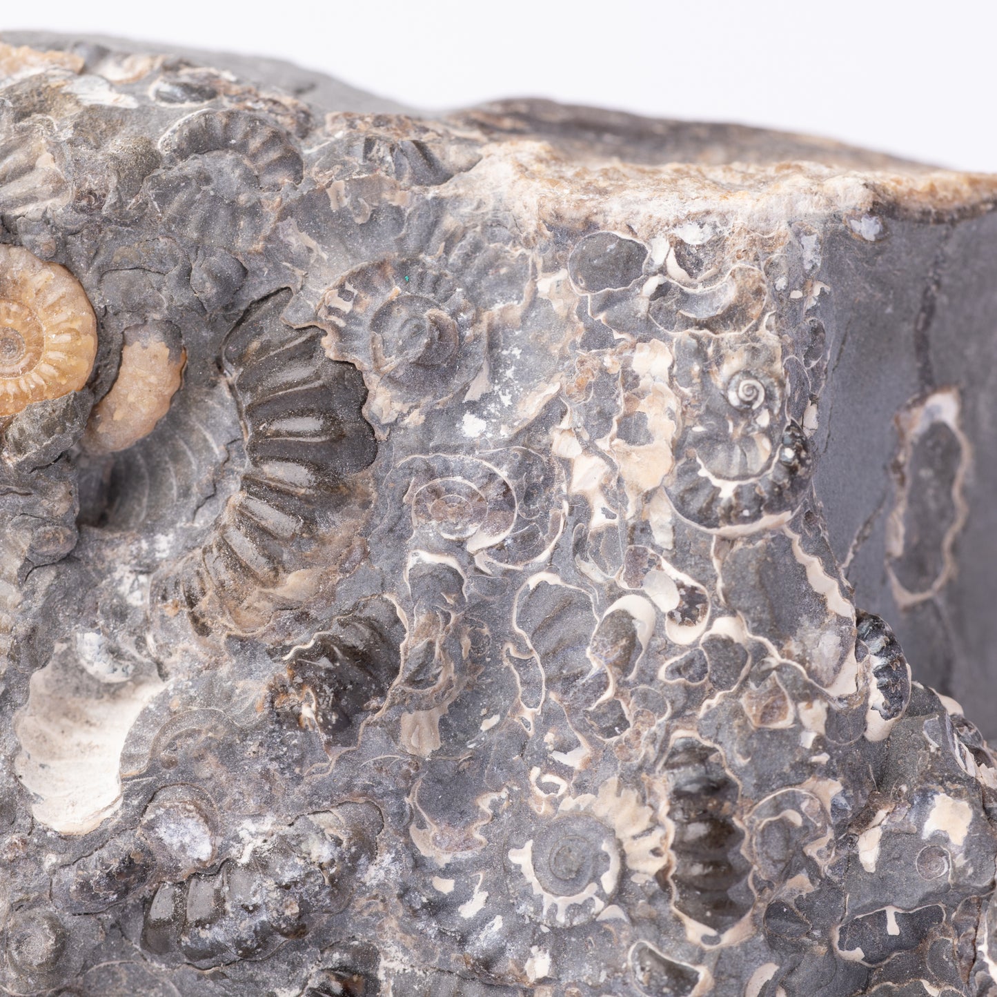 Promicroceras Ammonite Block - Marston Marble