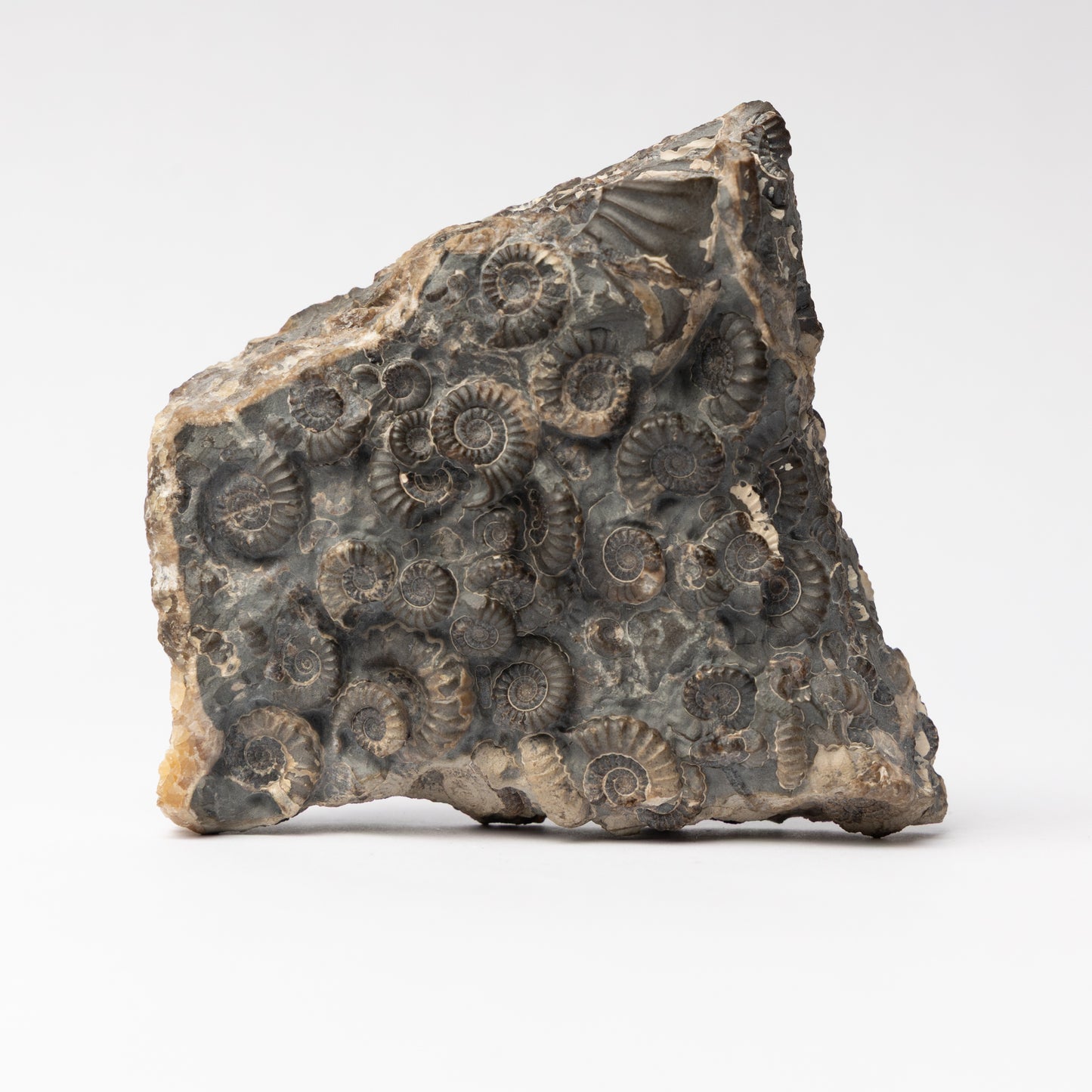 Promicroceras Ammonite Block - Marston Marble