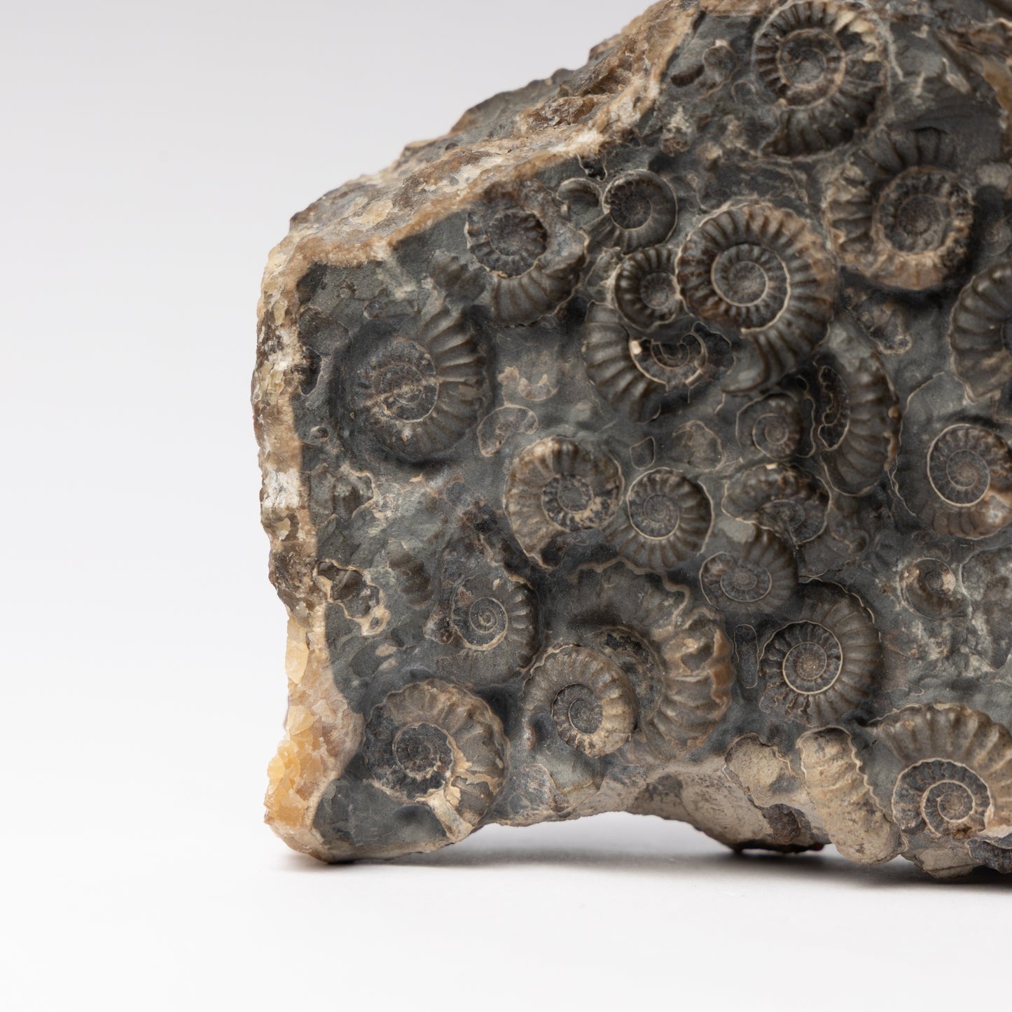 Promicroceras Ammonite Block - Marston Marble