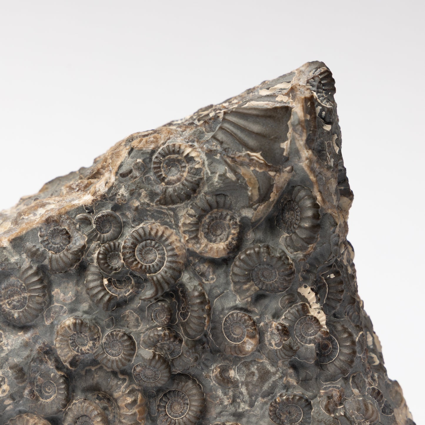 Promicroceras Ammonite Block - Marston Marble