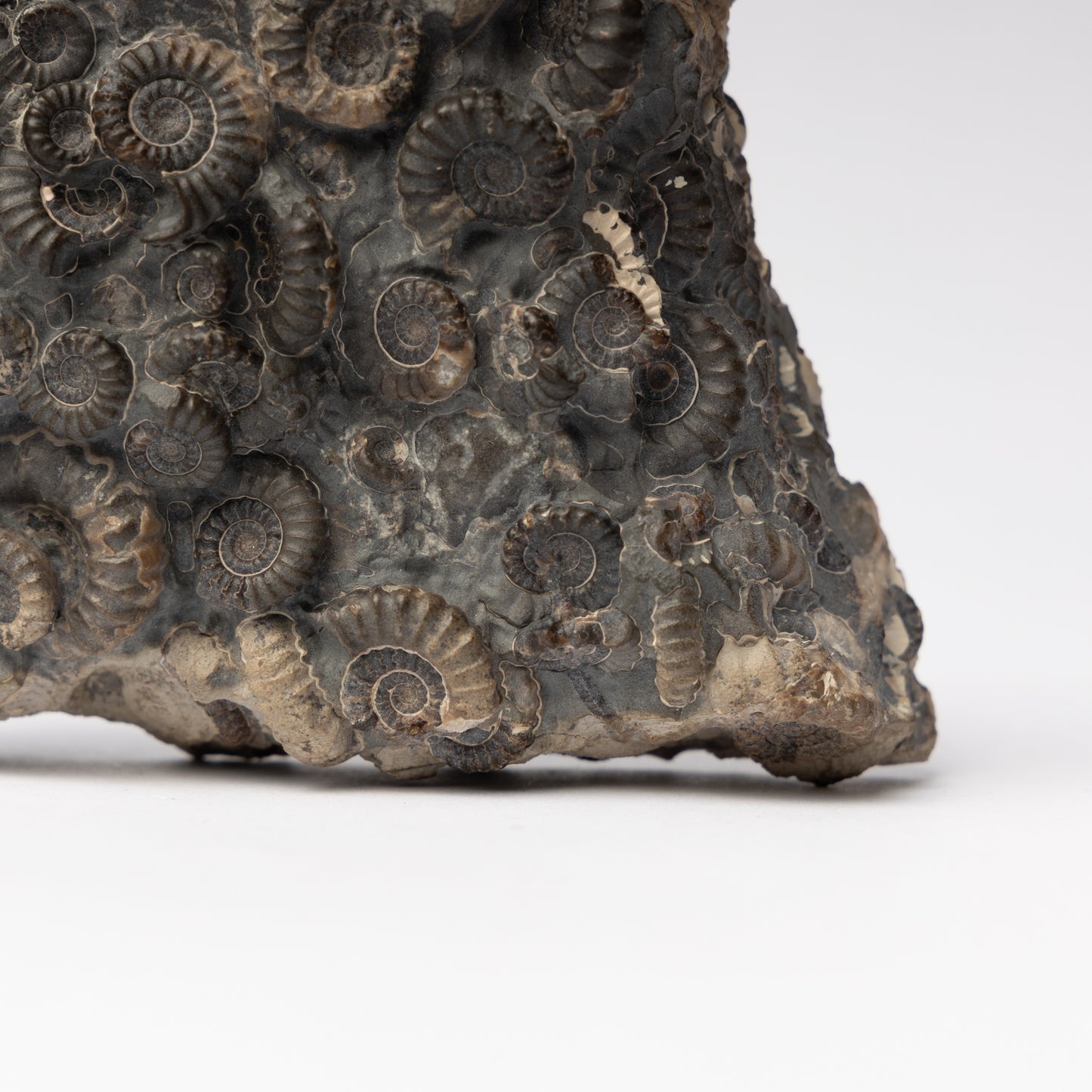 Promicroceras Ammonite Block - Marston Marble