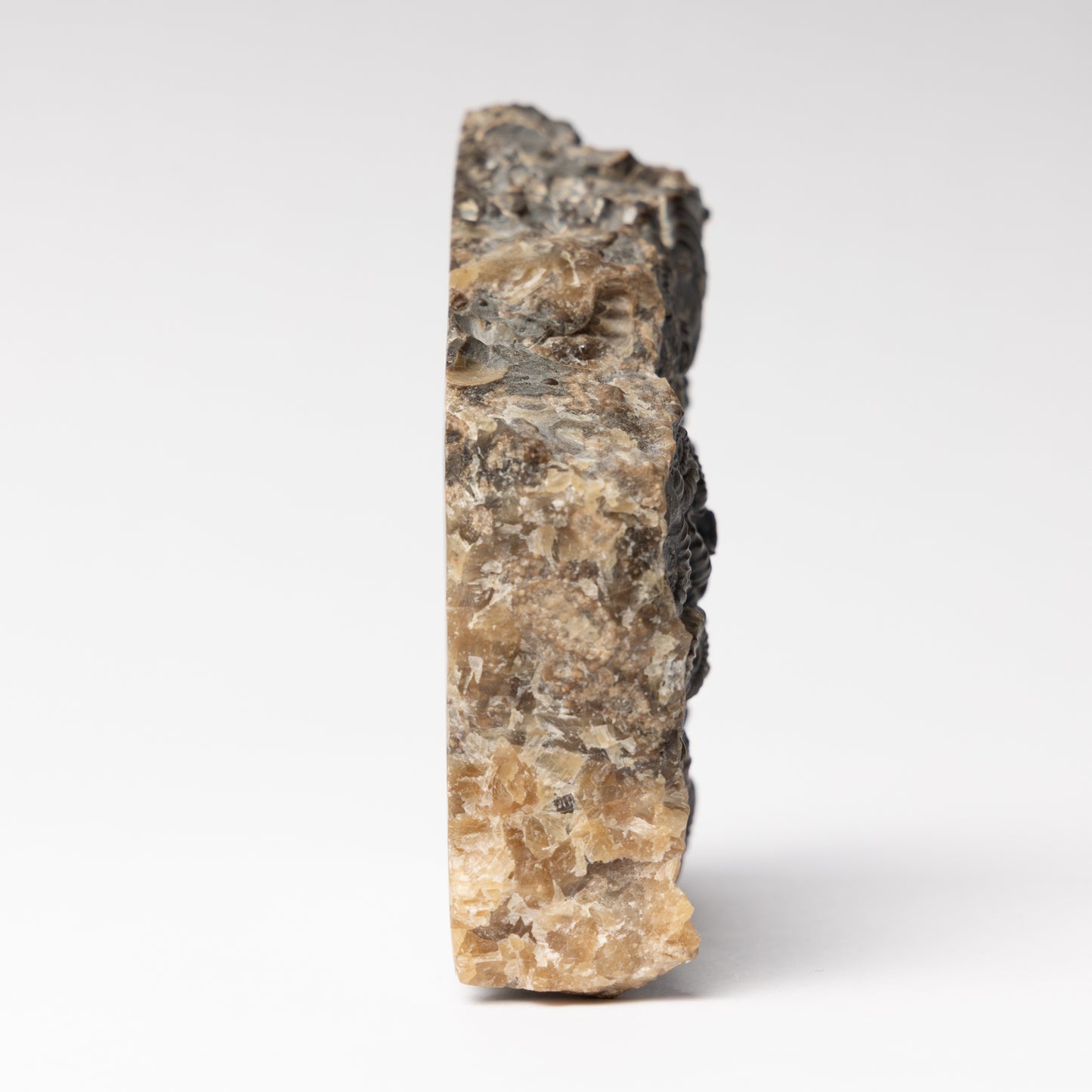 Promicroceras Ammonite Block - Marston Marble