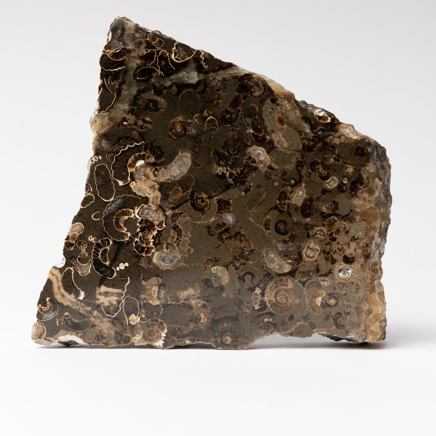 Promicroceras Ammonite Block - Marston Marble