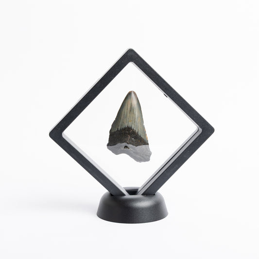 Megalodon Sharks Tooth