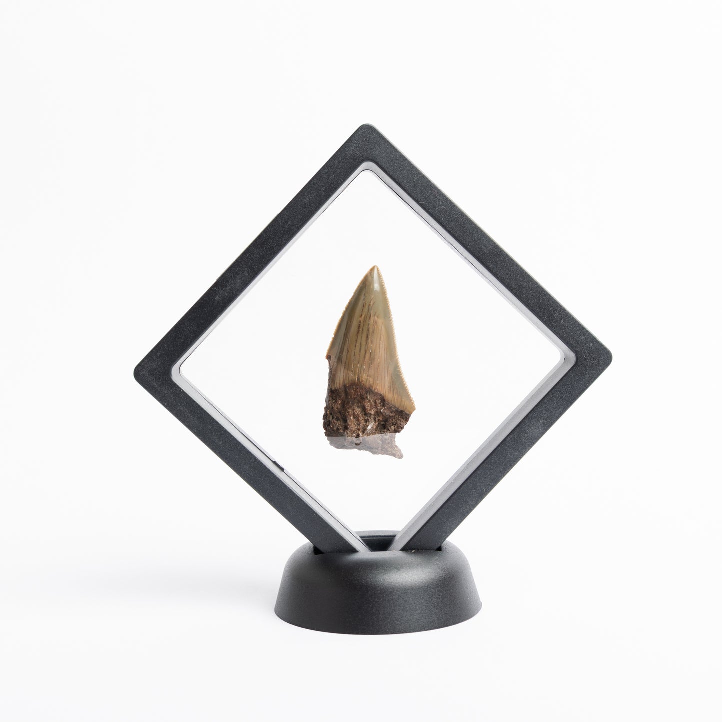 Megalodon Sharks Tooth