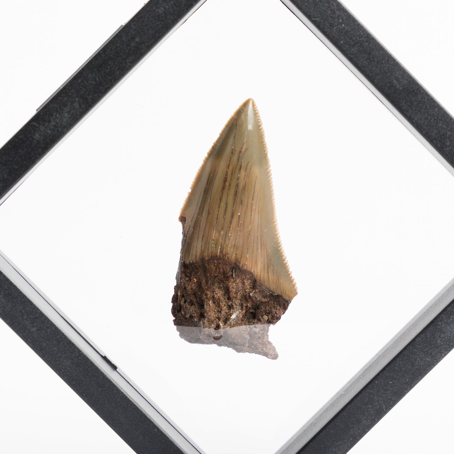 Megalodon Sharks Tooth