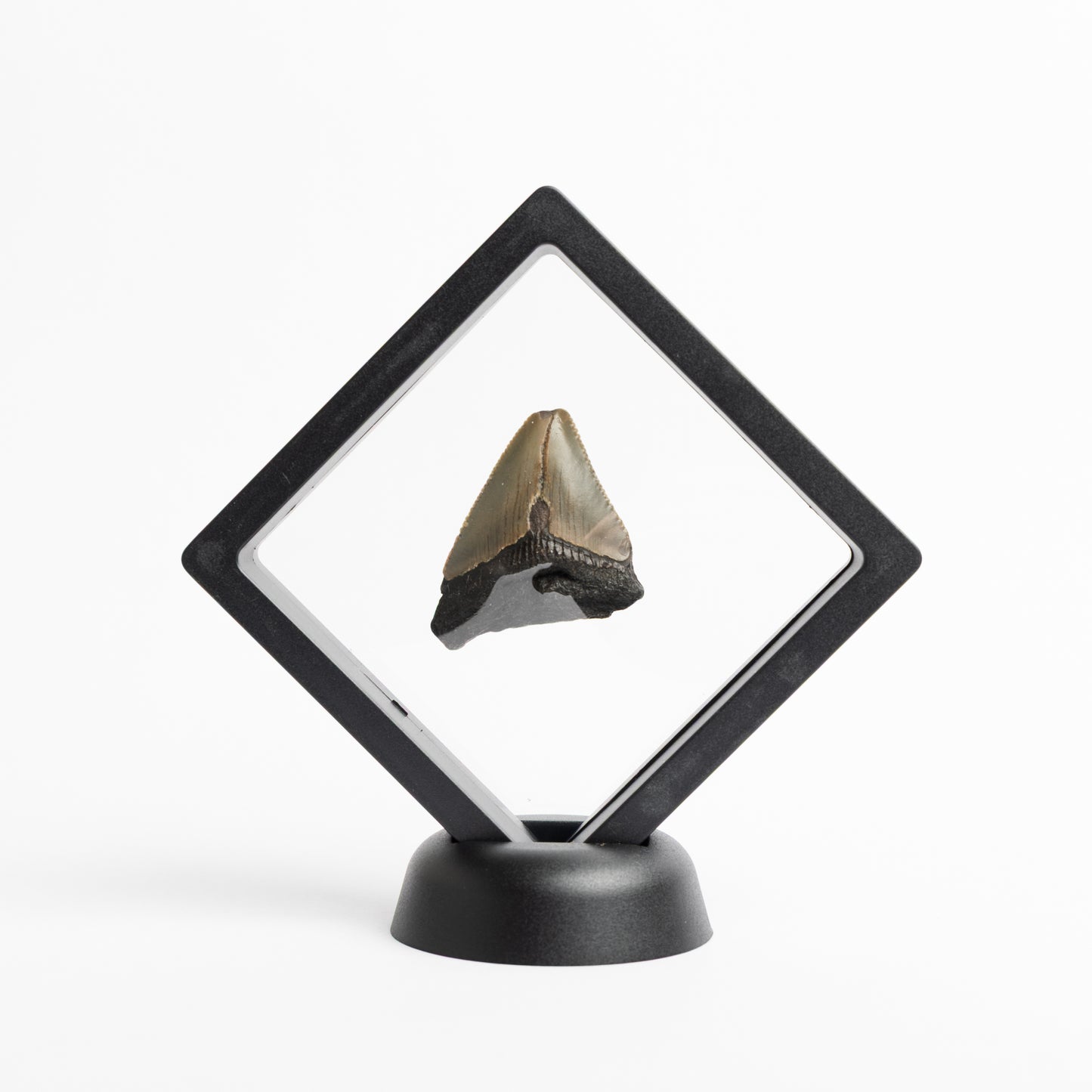 Megalodon Sharks Tooth