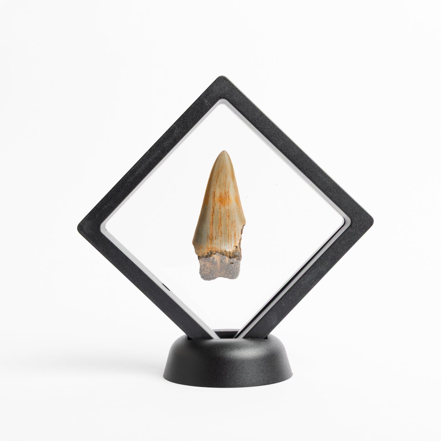 Megalodon Sharks Tooth
