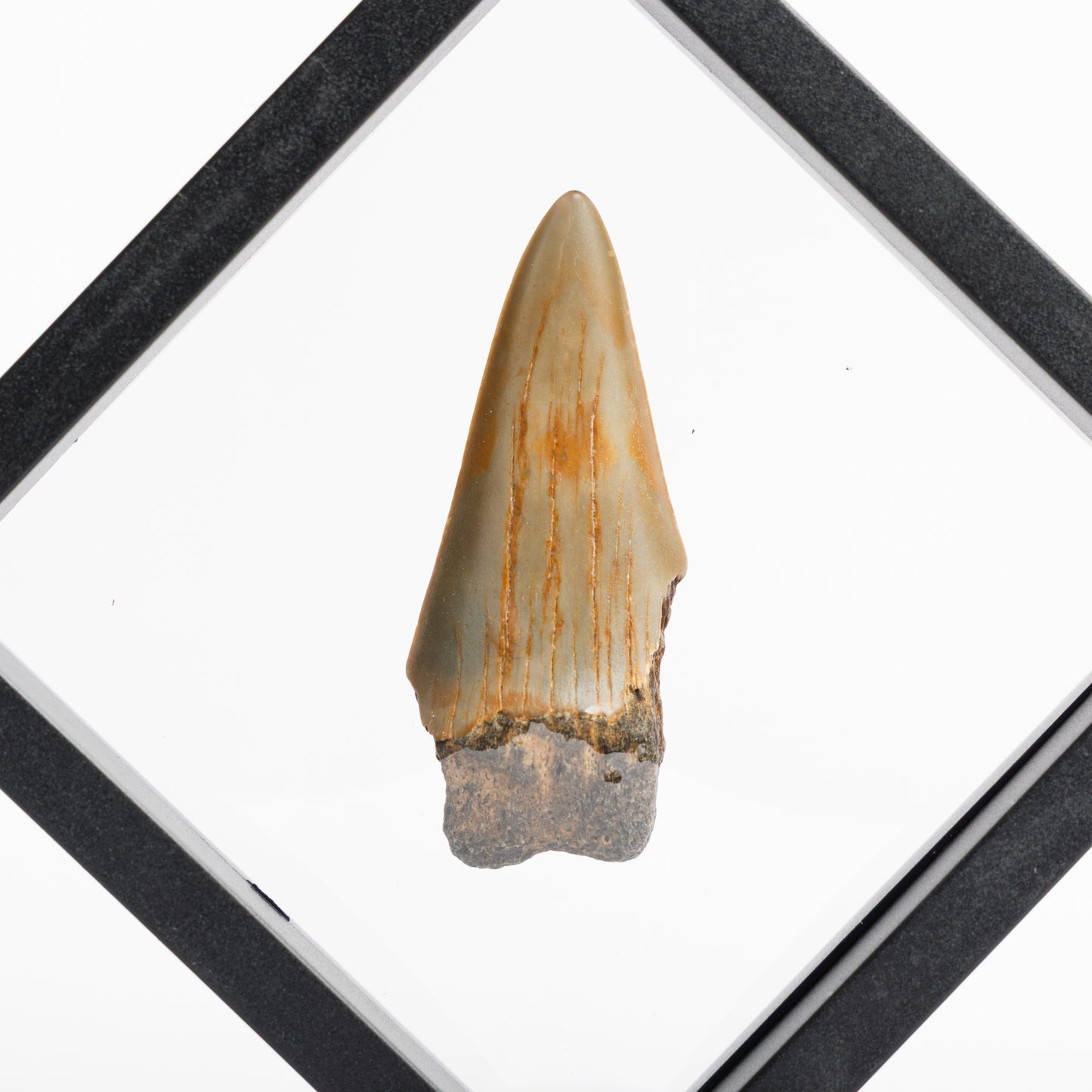 Megalodon Sharks Tooth