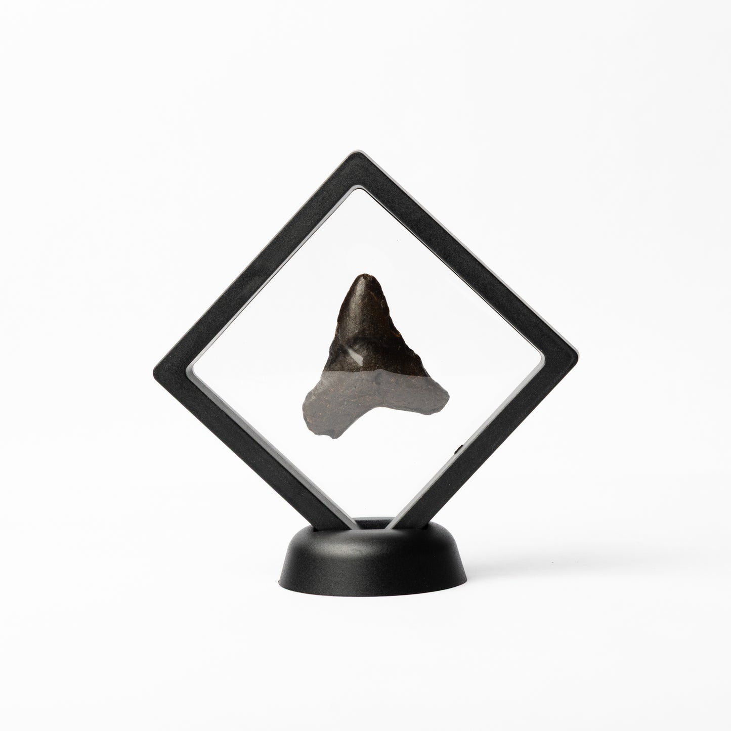 Megalodon Sharks Tooth