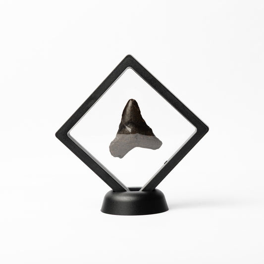 Megalodon Sharks Tooth