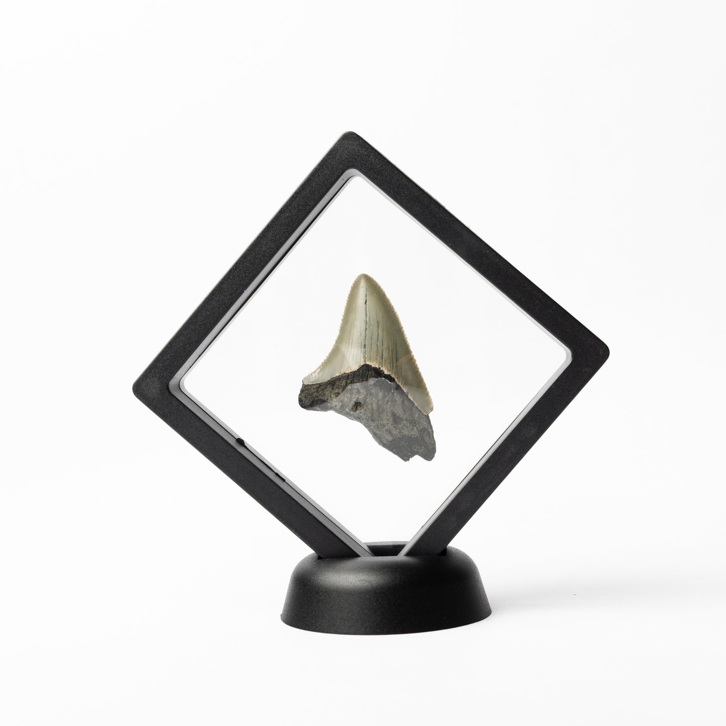 Megalodon Sharks Tooth