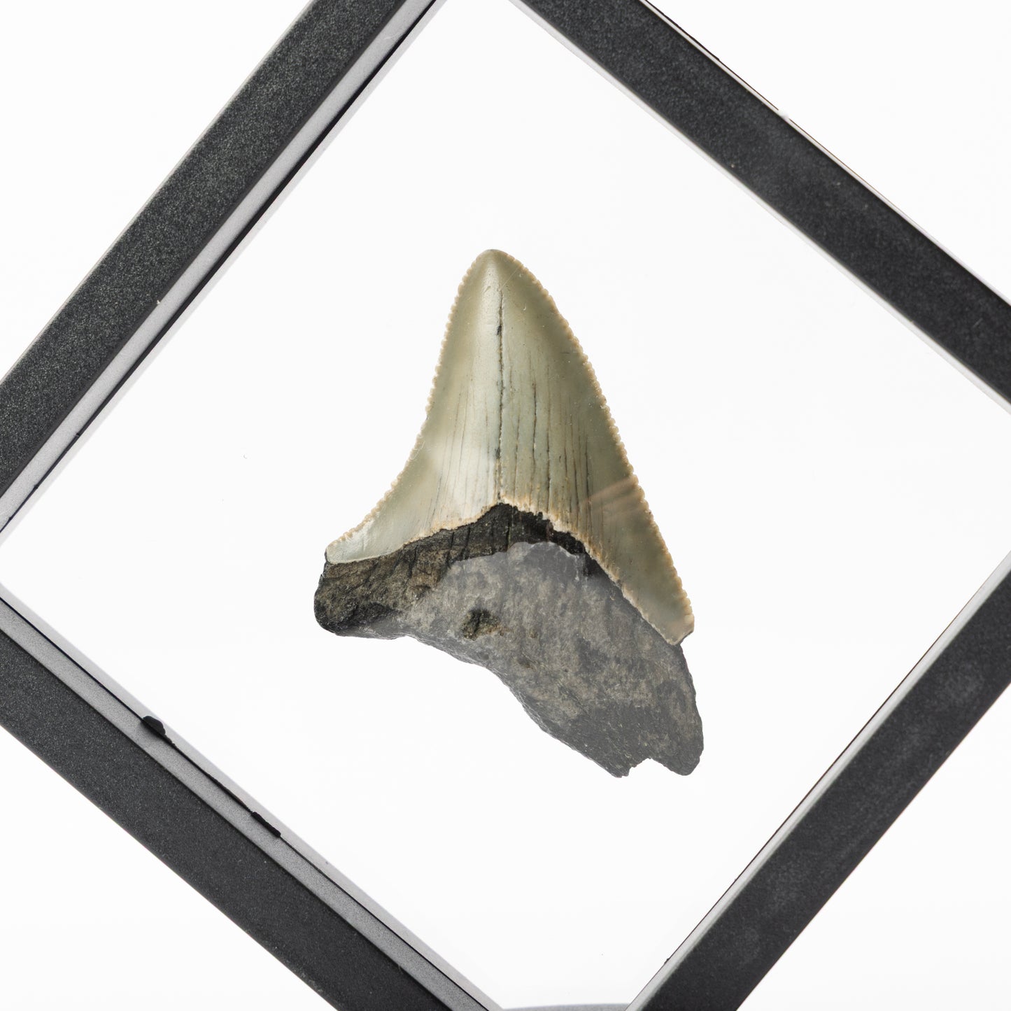 Megalodon Sharks Tooth