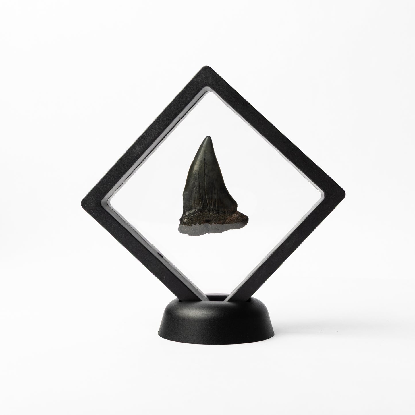 Megalodon Sharks Tooth
