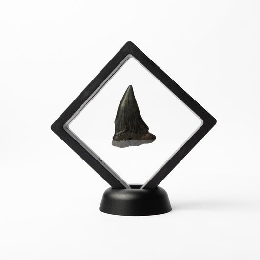 Megalodon Sharks Tooth