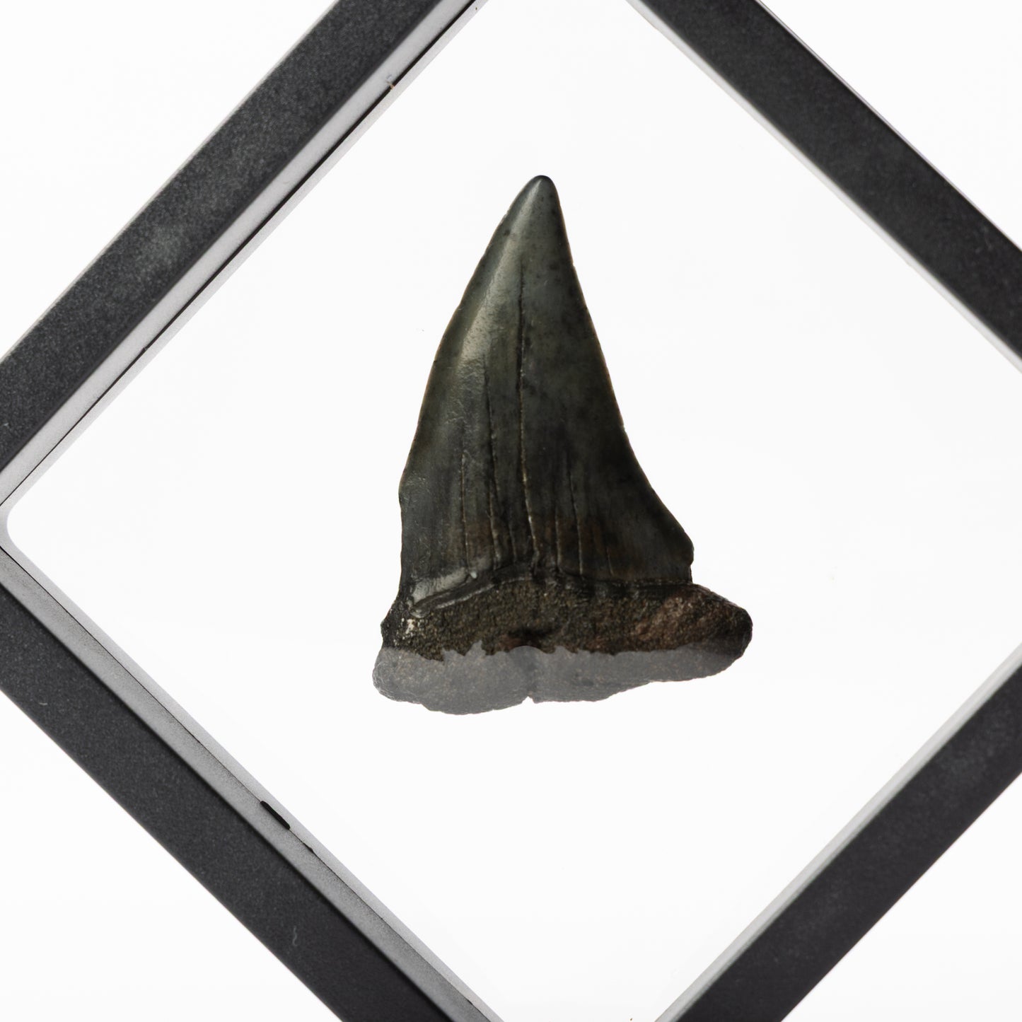 Megalodon Sharks Tooth