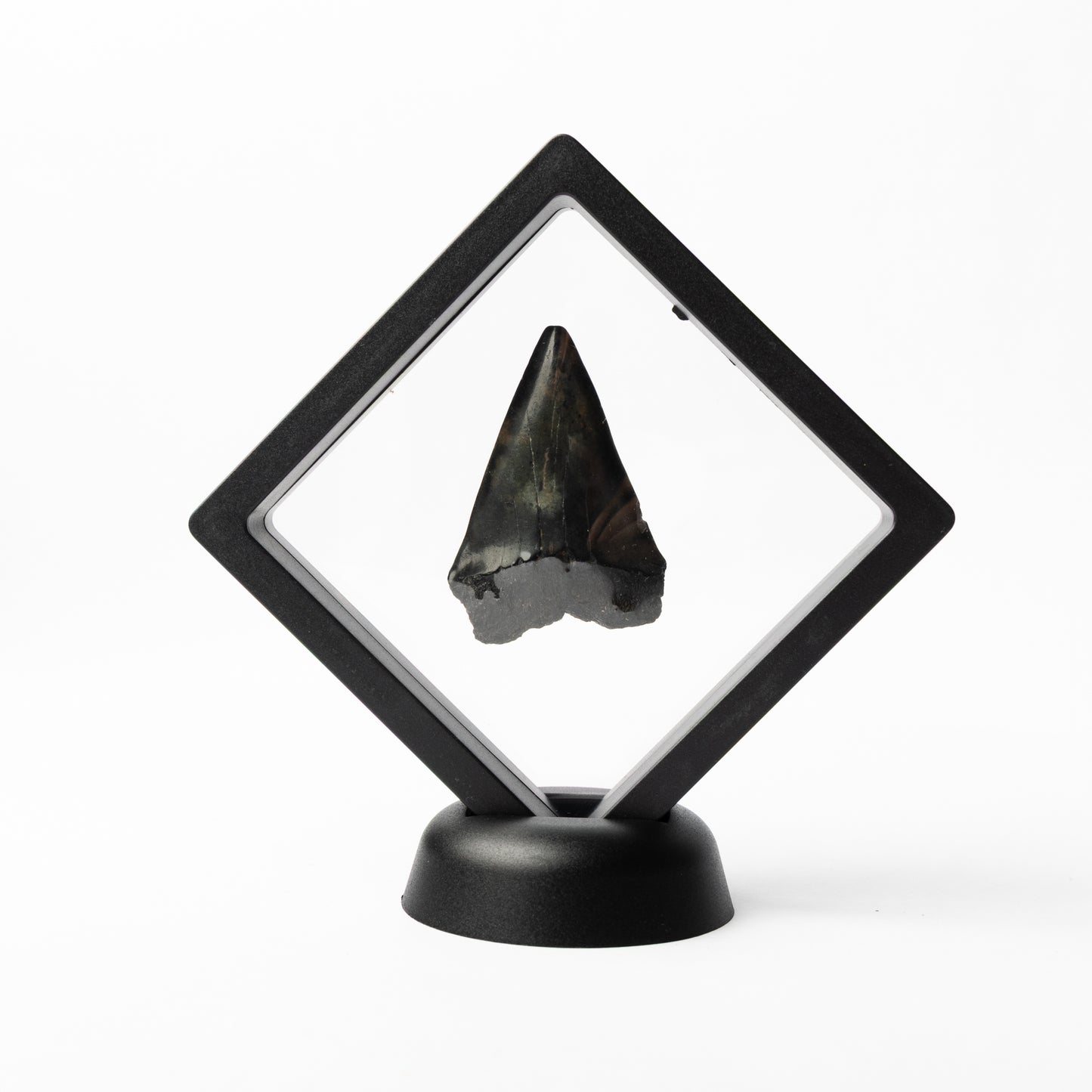 Megalodon Sharks Tooth