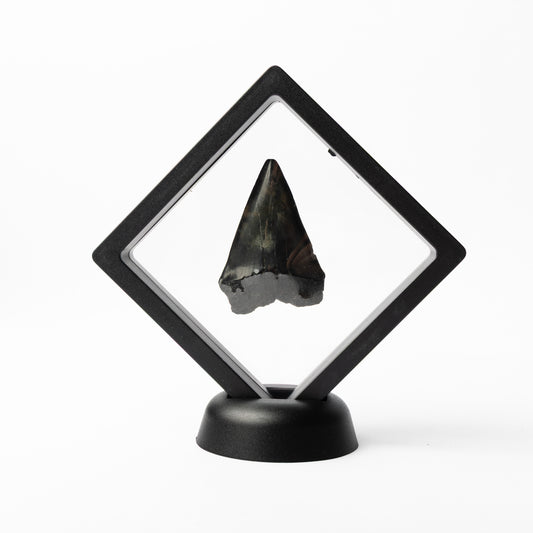 Megalodon Sharks Tooth