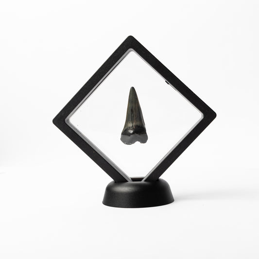 Megalodon Sharks Tooth