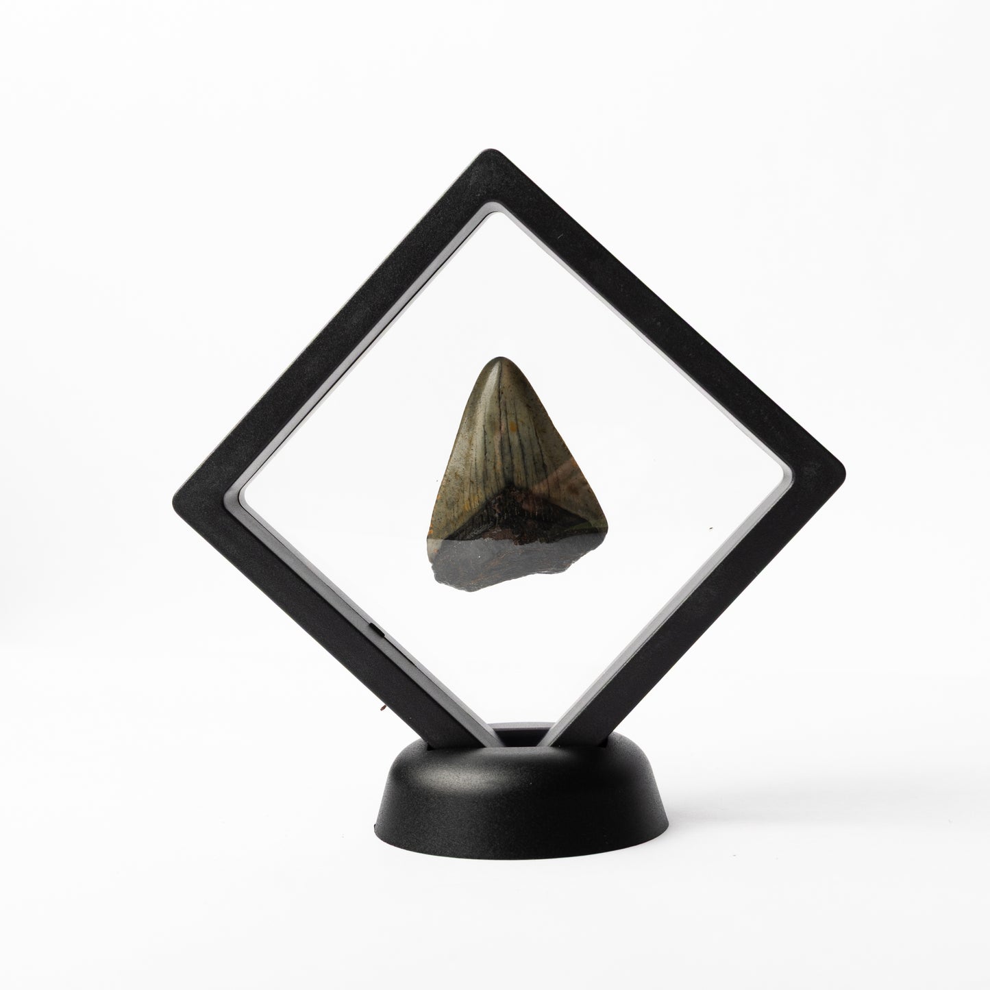 Megalodon Sharks Tooth