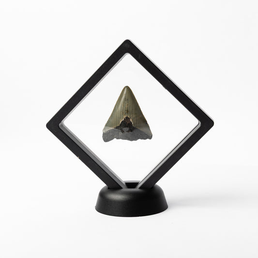 Megalodon Sharks Tooth