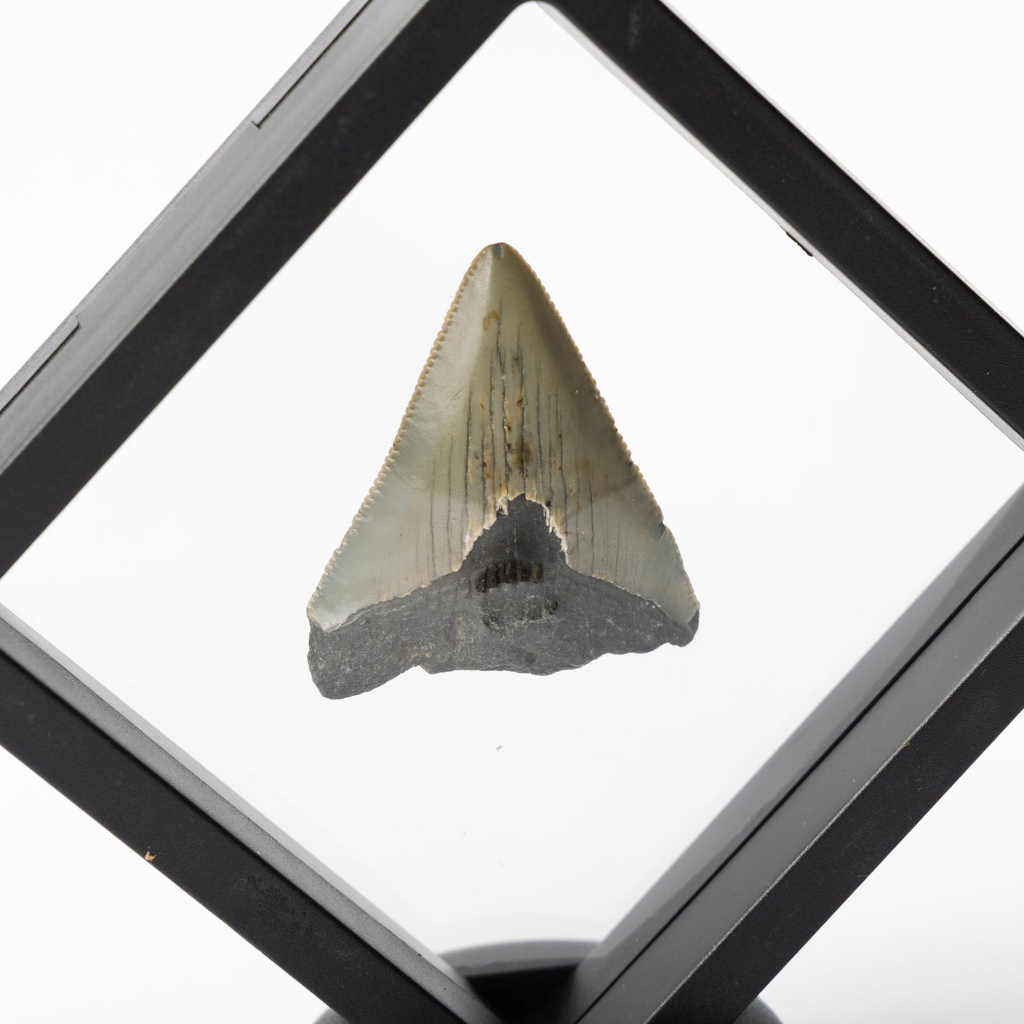 Megalodon Sharks Tooth