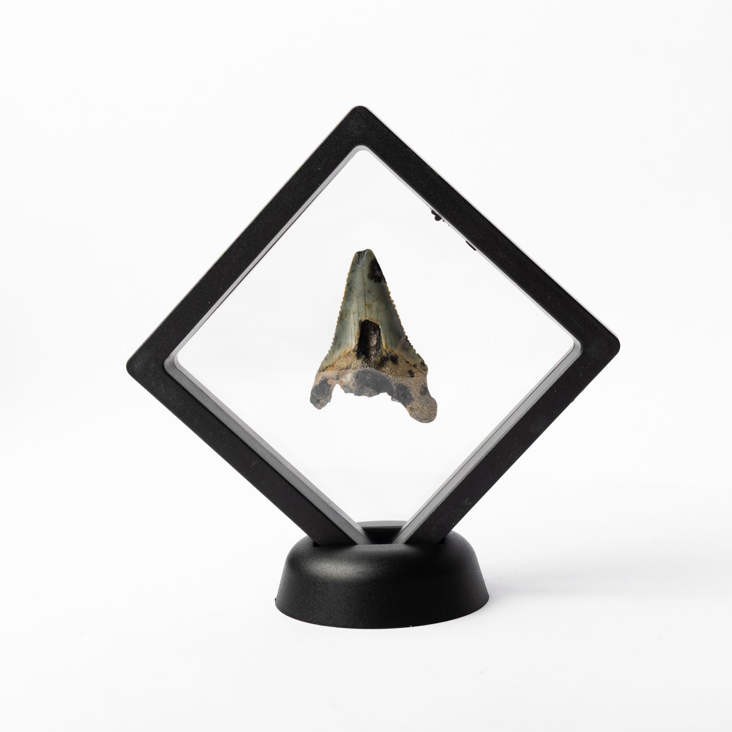 Megalodon Sharks Tooth