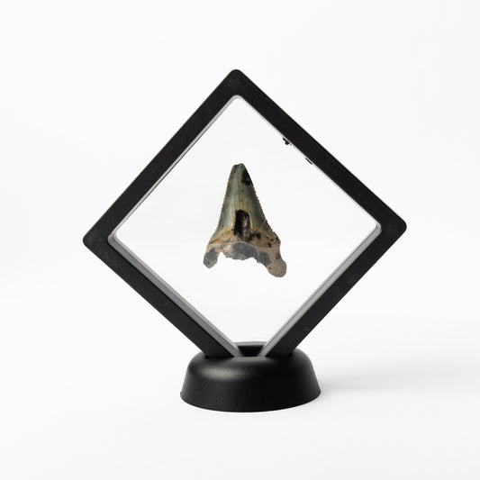 Megalodon Sharks Tooth
