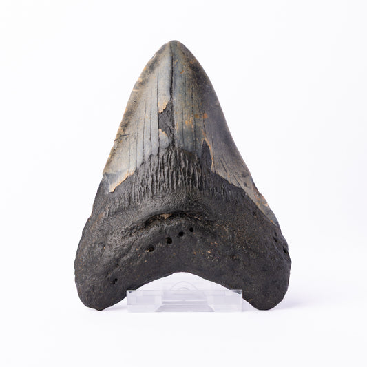 Megalodon Sharks Tooth (Otodus megalodon)
