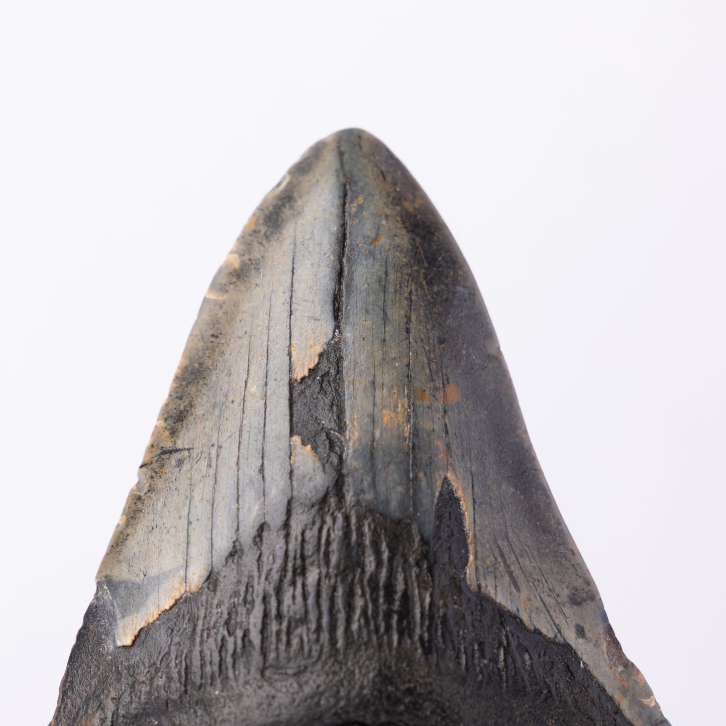 Megalodon Sharks Tooth (Otodus megalodon)