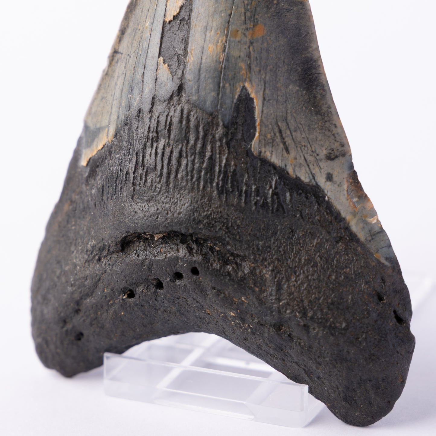 Megalodon Sharks Tooth (Otodus megalodon)