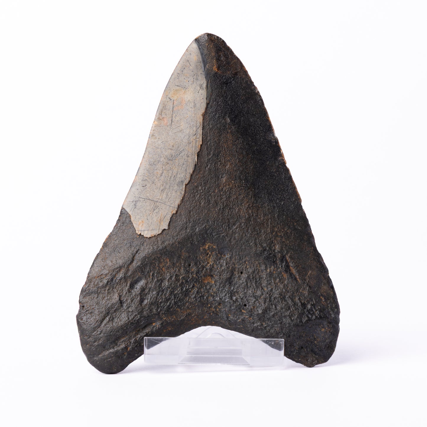 Megalodon Sharks Tooth (Otodus megalodon)