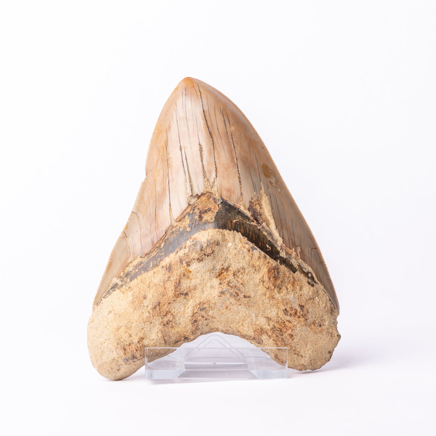 Large Megalodon Sharks Tooth (Otodus megalodon)