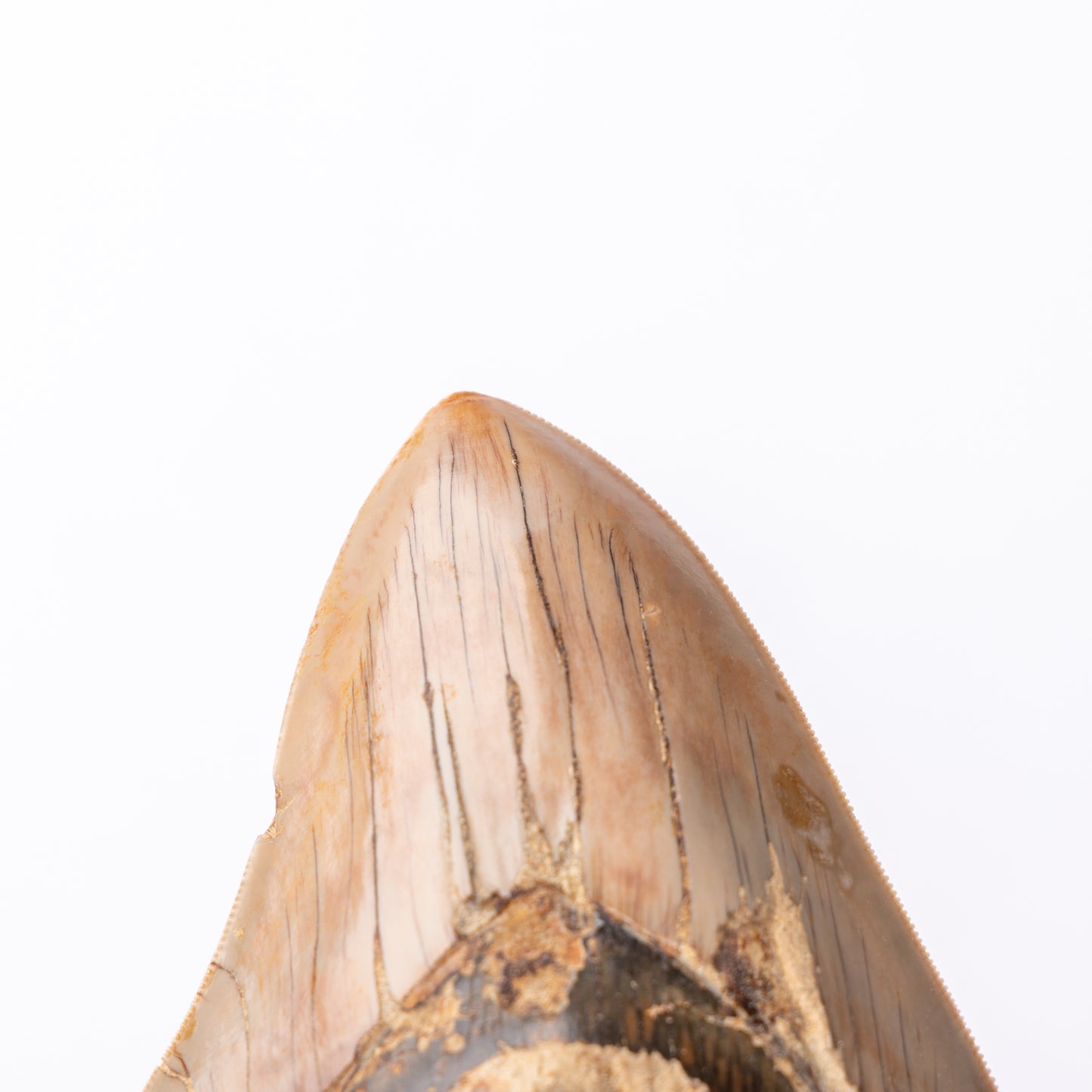Large Megalodon Sharks Tooth (Otodus megalodon)