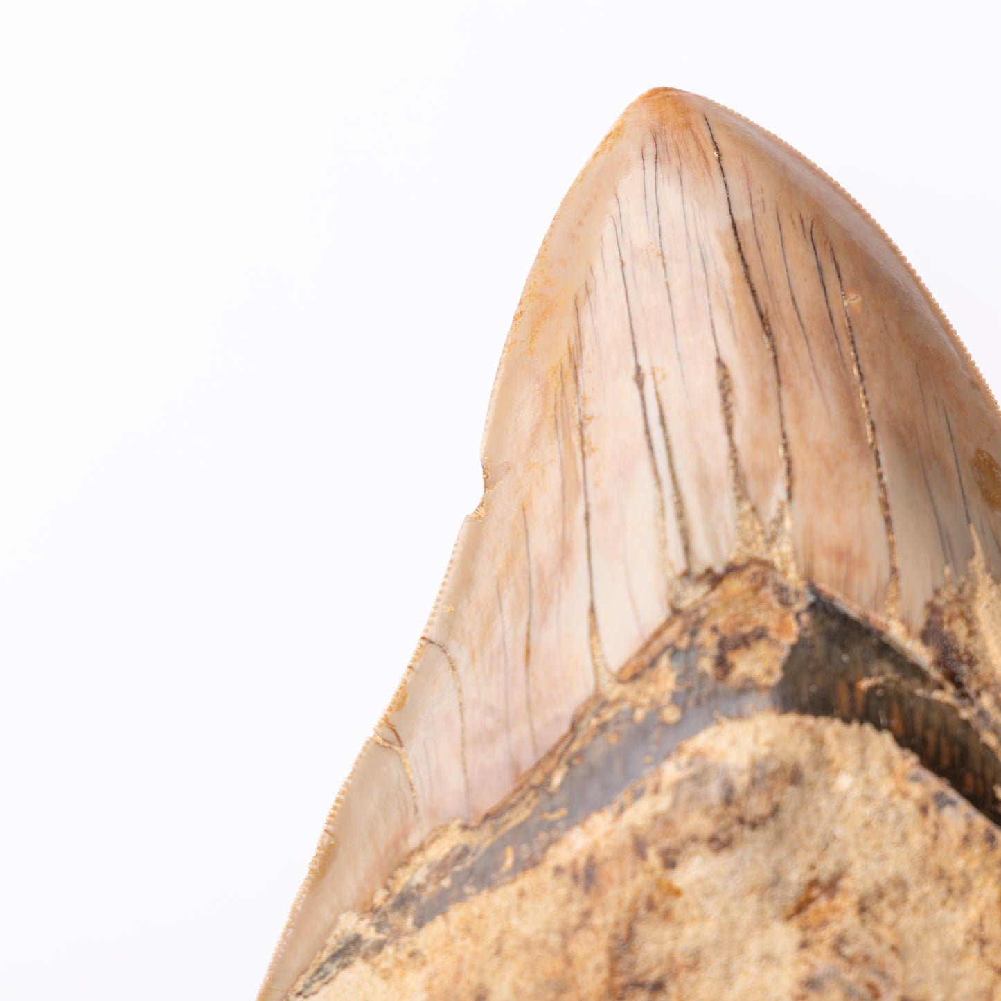 Large Megalodon Sharks Tooth (Otodus megalodon)
