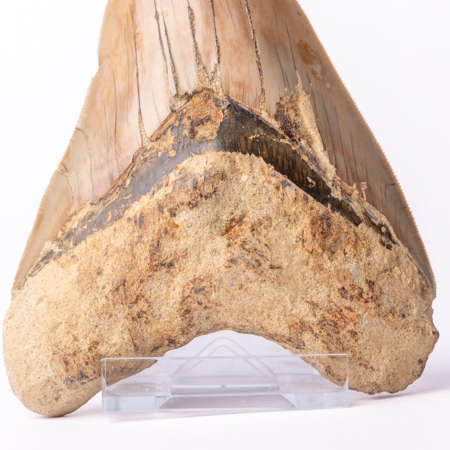 Large Megalodon Sharks Tooth (Otodus megalodon)